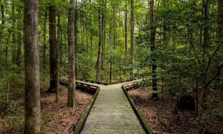 Fork in the road: wooden boardwalk in forest
