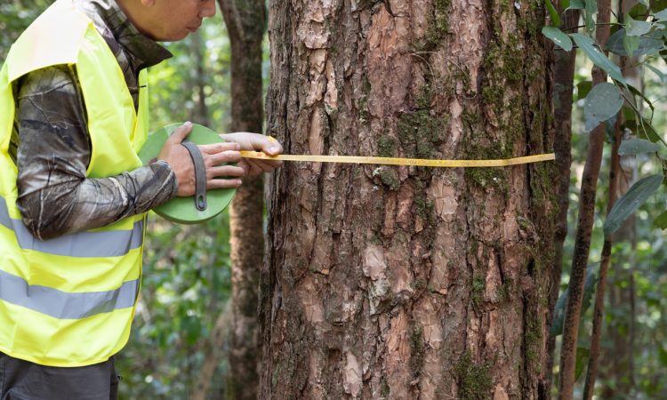 Forestry worker is measuring trunk of pine tree