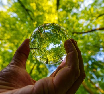 Looking up at trees through large glass marble
