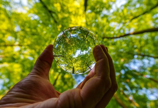 Looking up at trees through large glass marble
