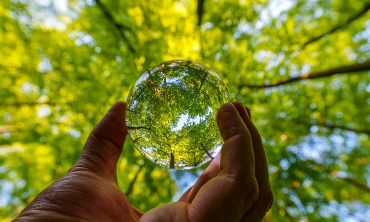 Looking up at trees through large glass marble