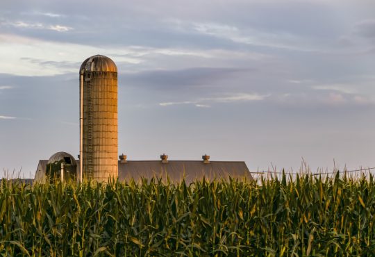 Farm Silo with Tall Corn Stalks in the Foreground