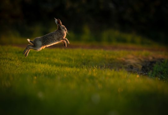Photo of a leaping rabbit.